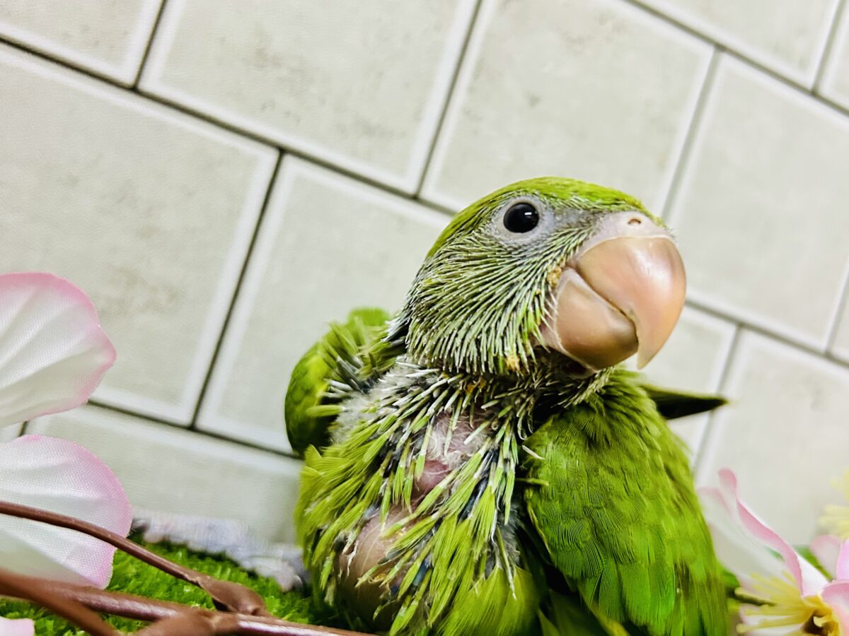 ワカケホンセイインコ（月の輪インコ）