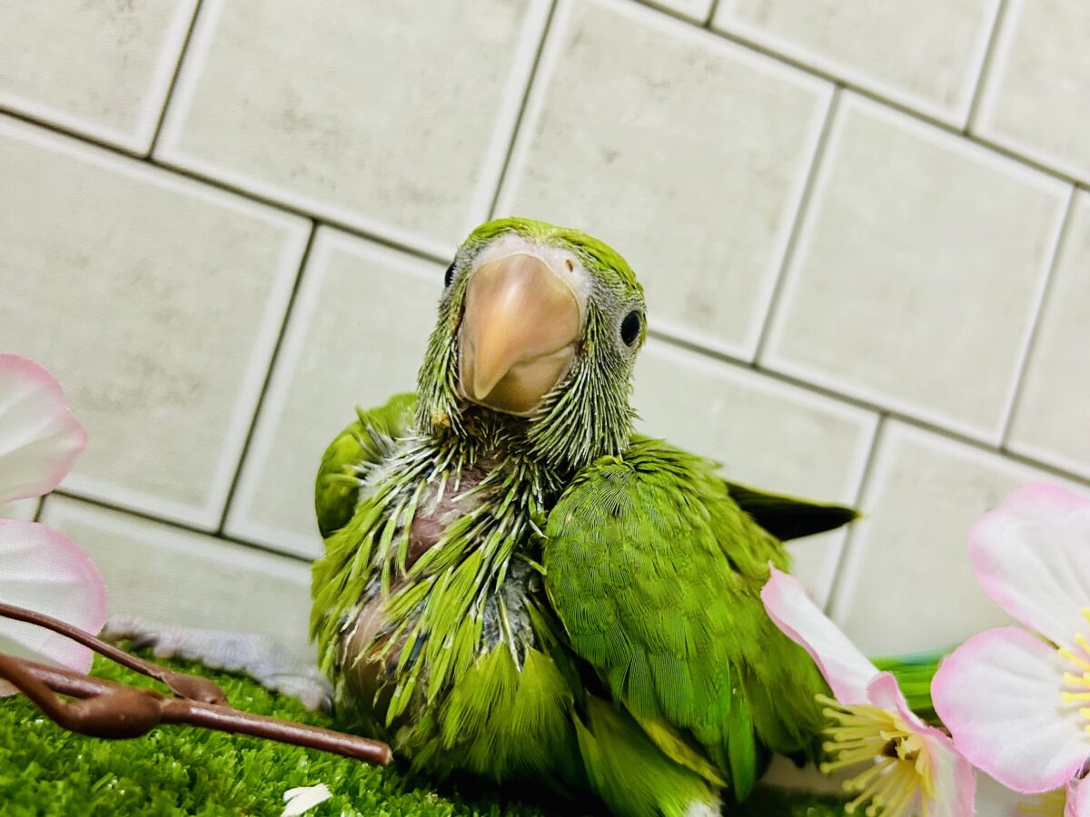 ワカケホンセイインコ（月の輪インコ）