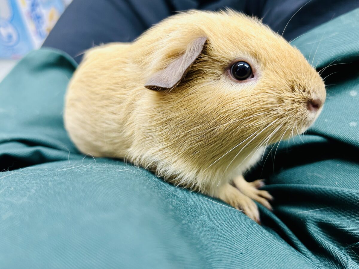 ロシアンモルモット
