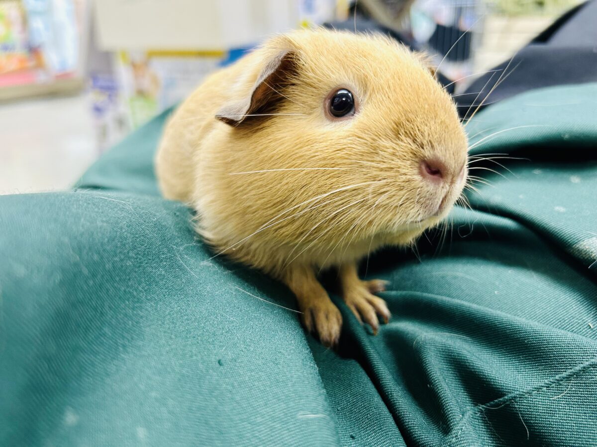 【最新画像更新☆☆】ずっしり! もっちり! 鏡もち~♪♪ ロシアンモルモット ロシアンモルモット
