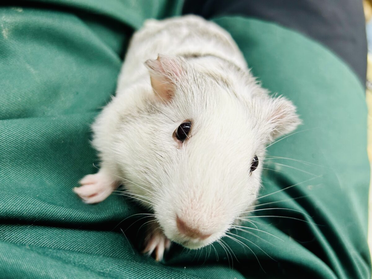 イングリッシュモルモット