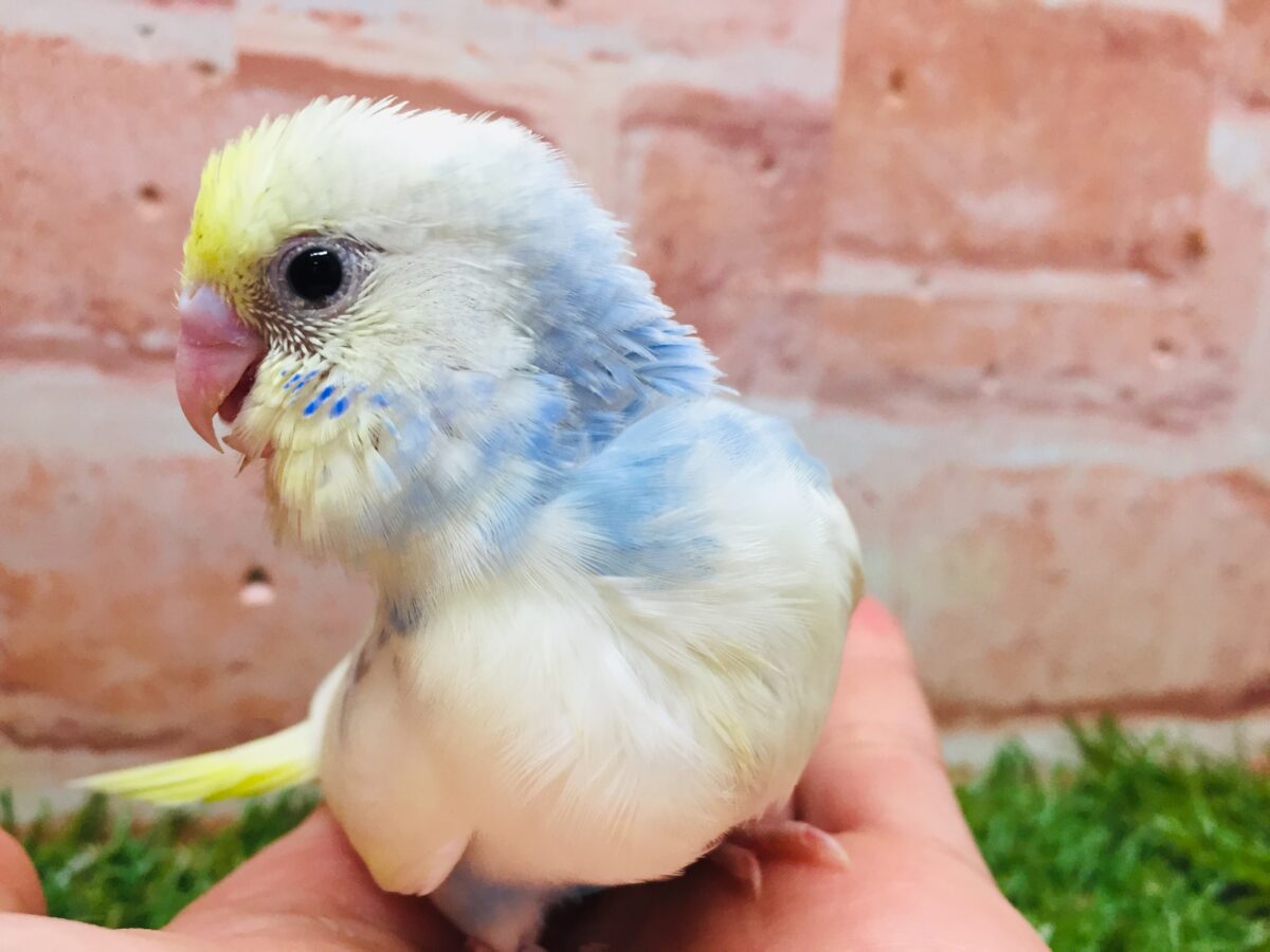 ①色とりどりの鳥さんがやってきましたよ~!!🌈🌈🌈 セキセイインコ(レインボー系) セキセイインコ
