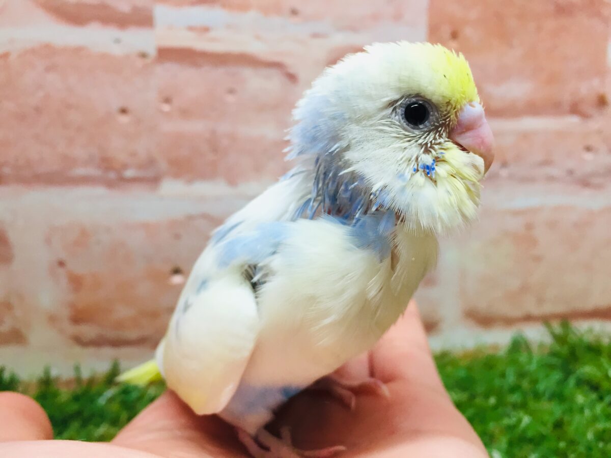 ①色とりどりの鳥さんがやってきましたよ~!!🌈🌈🌈 セキセイインコ(レインボー系) セキセイインコ