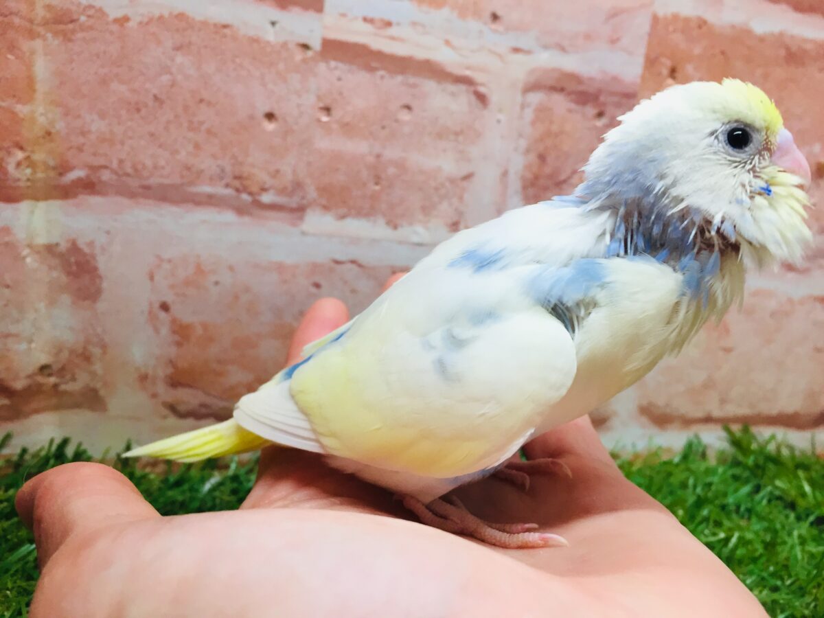 ①色とりどりの鳥さんがやってきましたよ~!!🌈🌈🌈 セキセイインコ(レインボー系) セキセイインコ