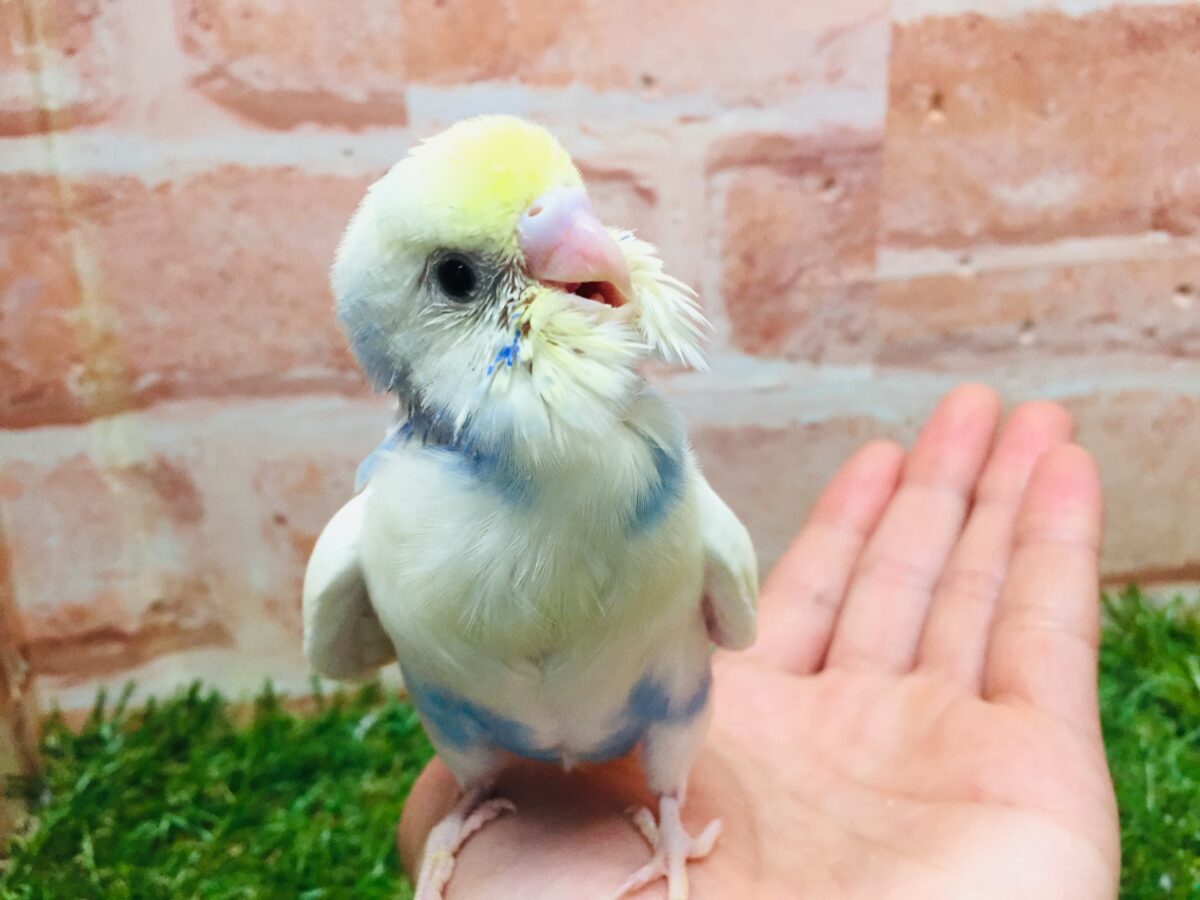 ①色とりどりの鳥さんがやってきましたよ~!!🌈🌈🌈 セキセイインコ(レインボー系) セキセイインコ