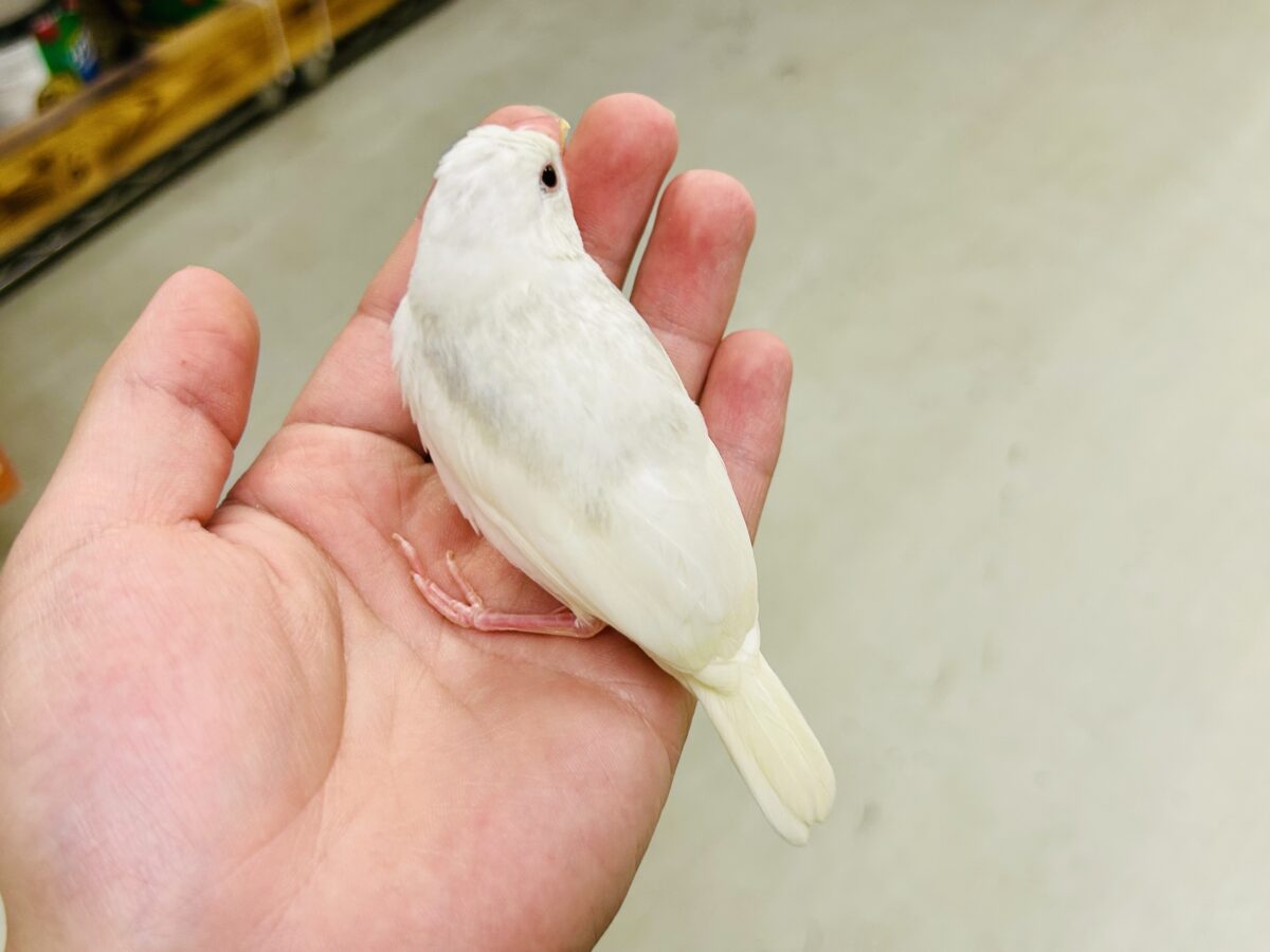 【最新画像更新☆☆】モチモチのお大福ちゃん(*’ω’*) 白文鳥 白文鳥