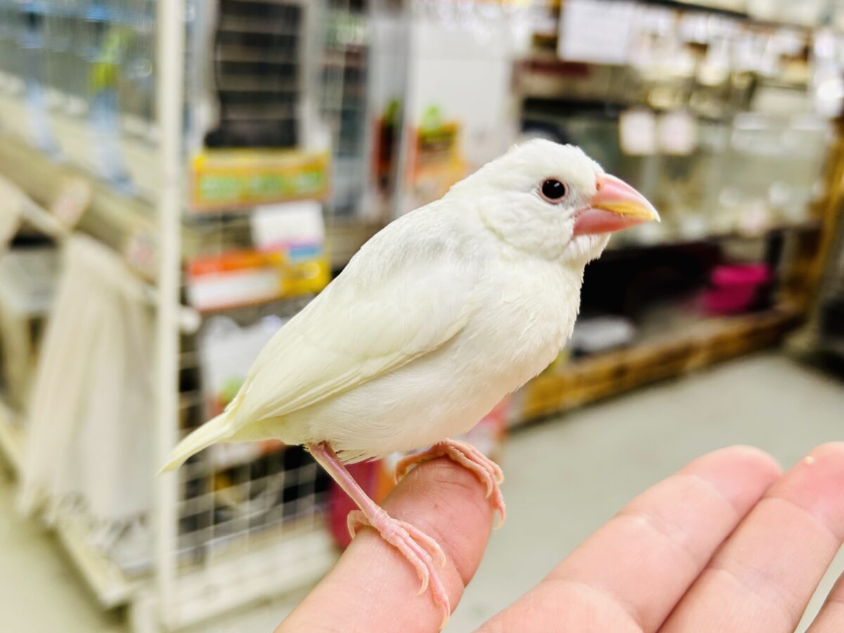 【最新画像更新☆☆】モチモチのお大福ちゃん(*’ω’*) 白文鳥 白文鳥