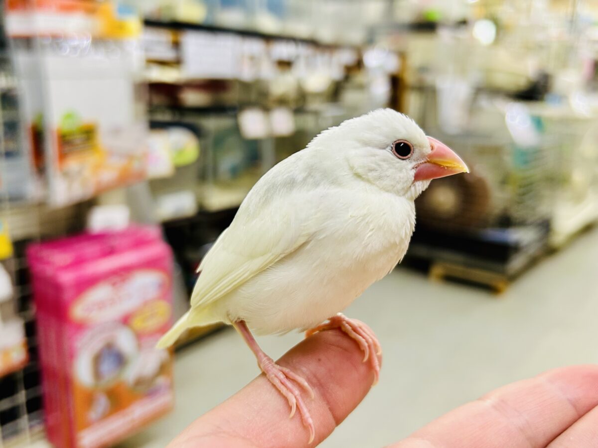 【最新画像更新☆☆】モチモチのお大福ちゃん(*’ω’*) 白文鳥 白文鳥