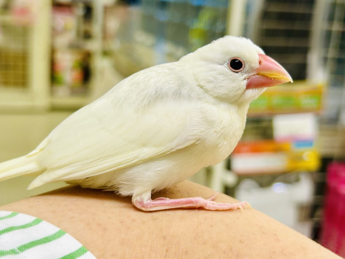 白文鳥