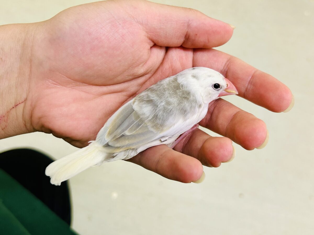 そっと包んでくれるとうれしいかな~♡ 白文鳥 白文鳥