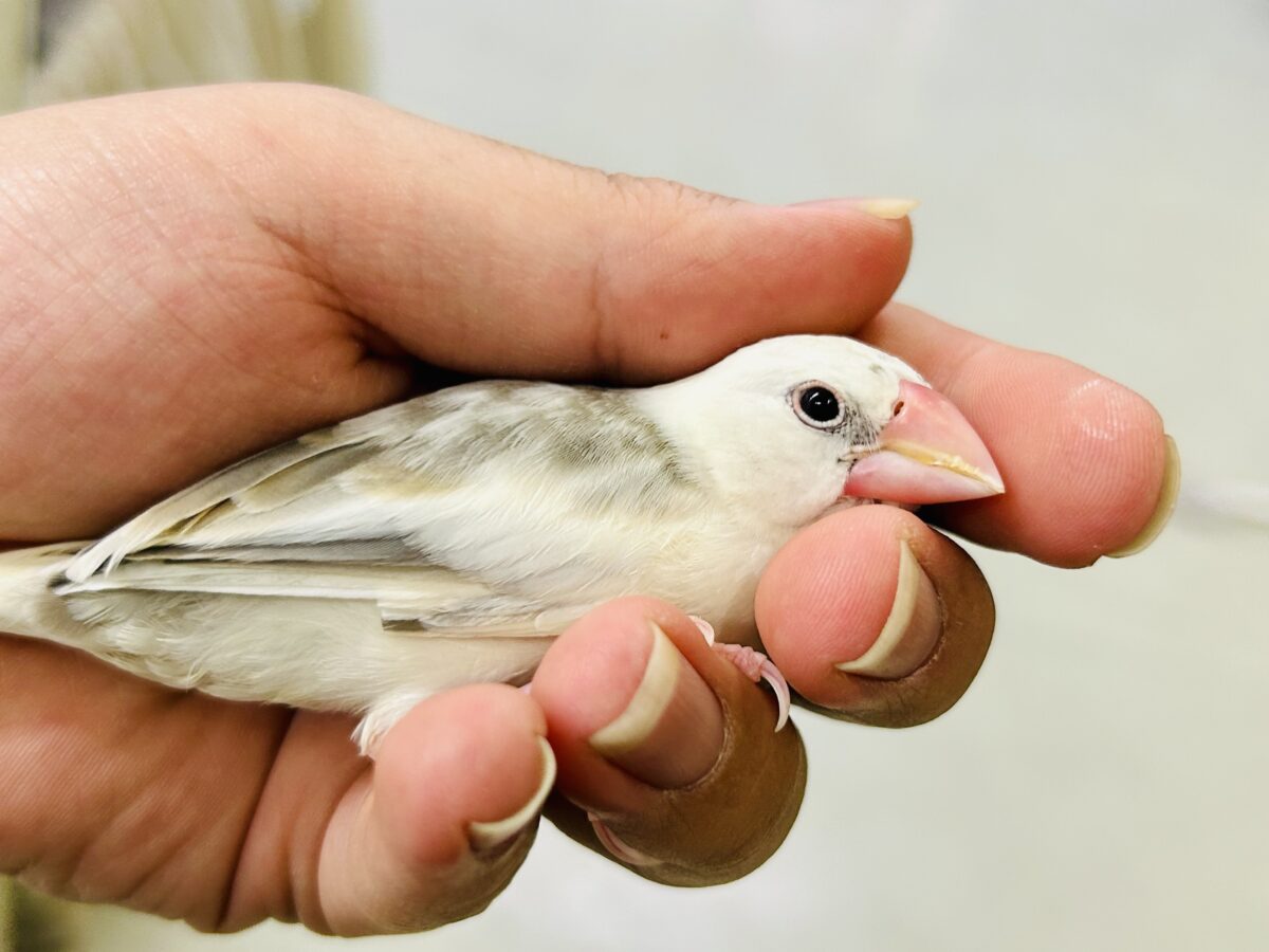 そっと包んでくれるとうれしいかな~♡ 白文鳥 白文鳥