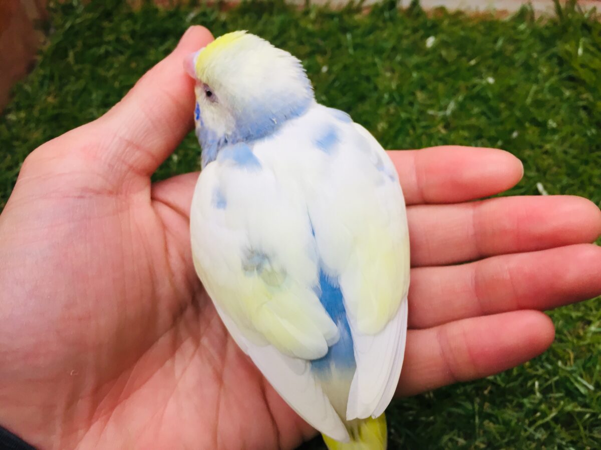①色とりどりの鳥さんがやってきましたよ~!!🌈🌈🌈 セキセイインコ(レインボー系) セキセイインコ