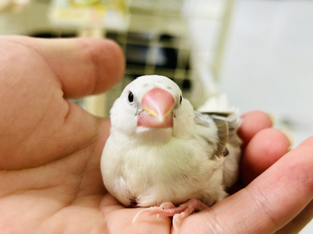 そっと包んでくれるとうれしいかな~♡ 白文鳥 白文鳥