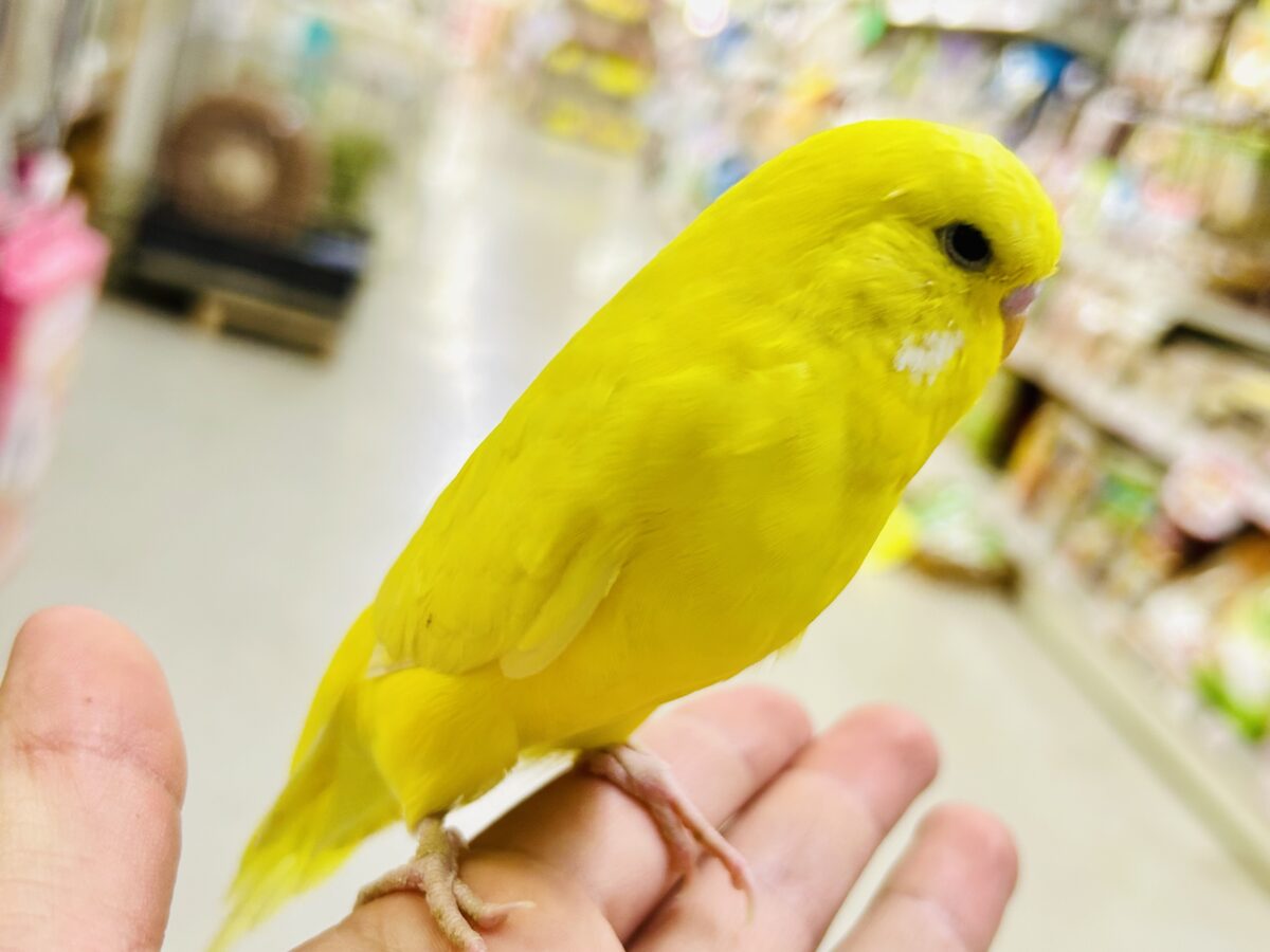 ジブン・・・ちょいとツン多めでやらせてもらってやす・・・ ジャンボセキセイインコ ジャンボセキセイインコ