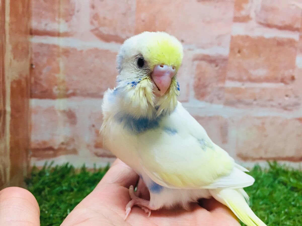 ①色とりどりの鳥さんがやってきましたよ~!!🌈🌈🌈 セキセイインコ(レインボー系) セキセイインコ