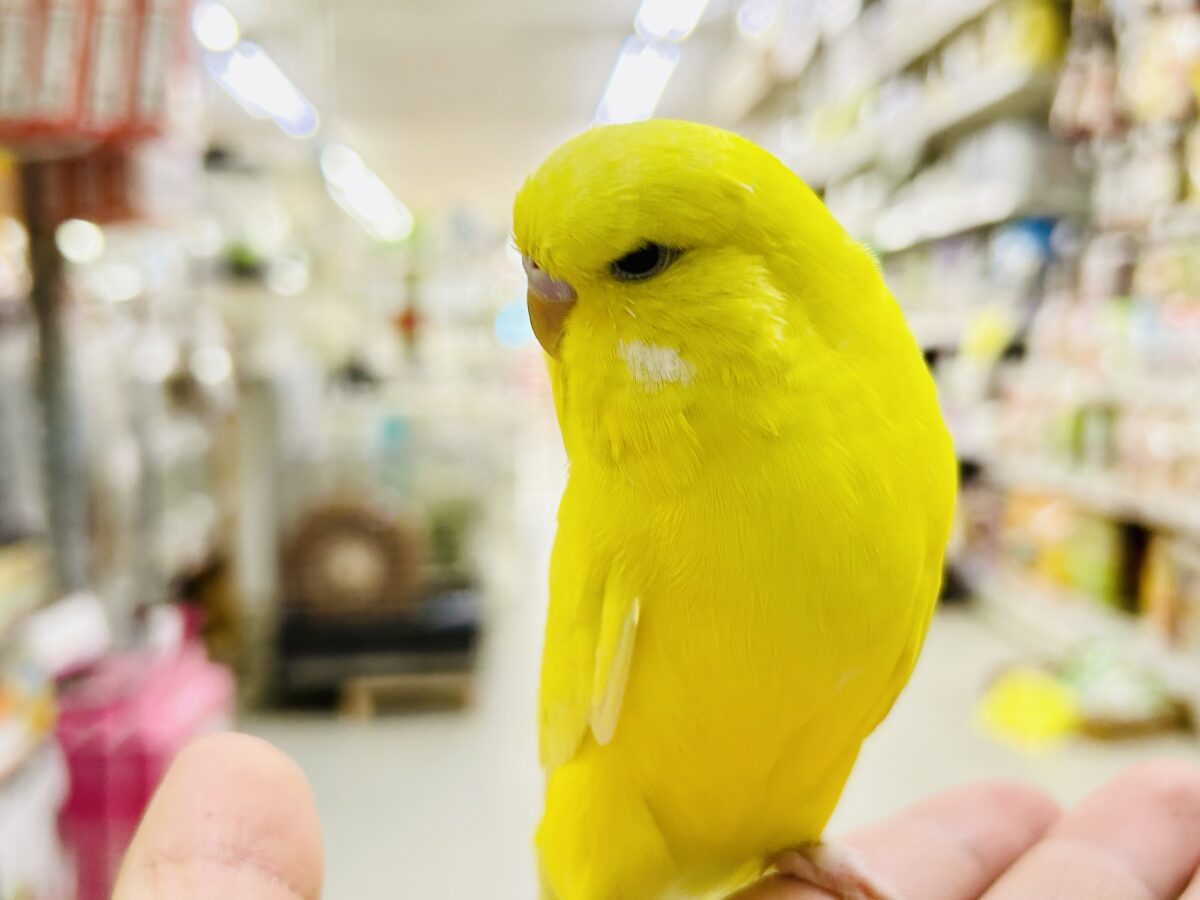ジブン・・・ちょいとツン多めでやらせてもらってやす・・・ ジャンボセキセイインコ ジャンボセキセイインコ