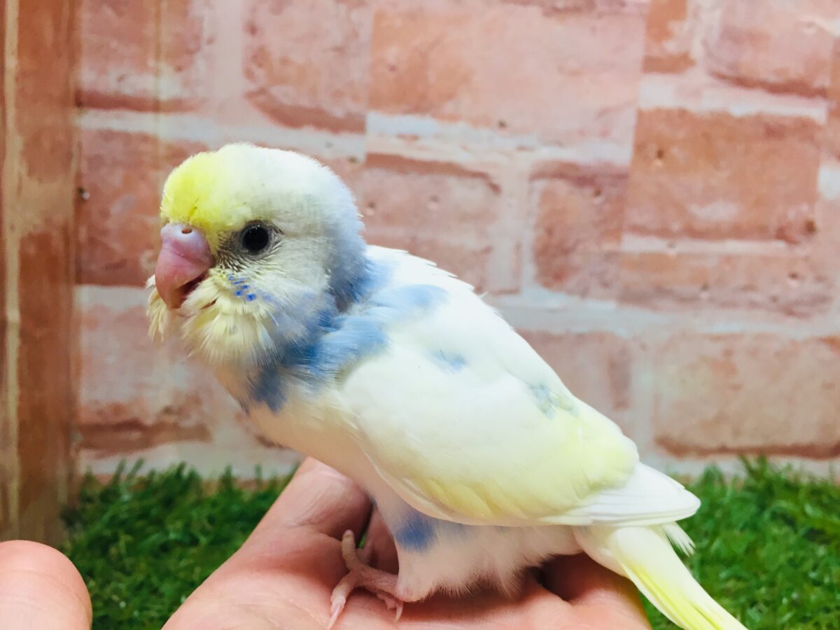 ①色とりどりの鳥さんがやってきましたよ~!!🌈🌈🌈 セキセイインコ(レインボー系) セキセイインコ