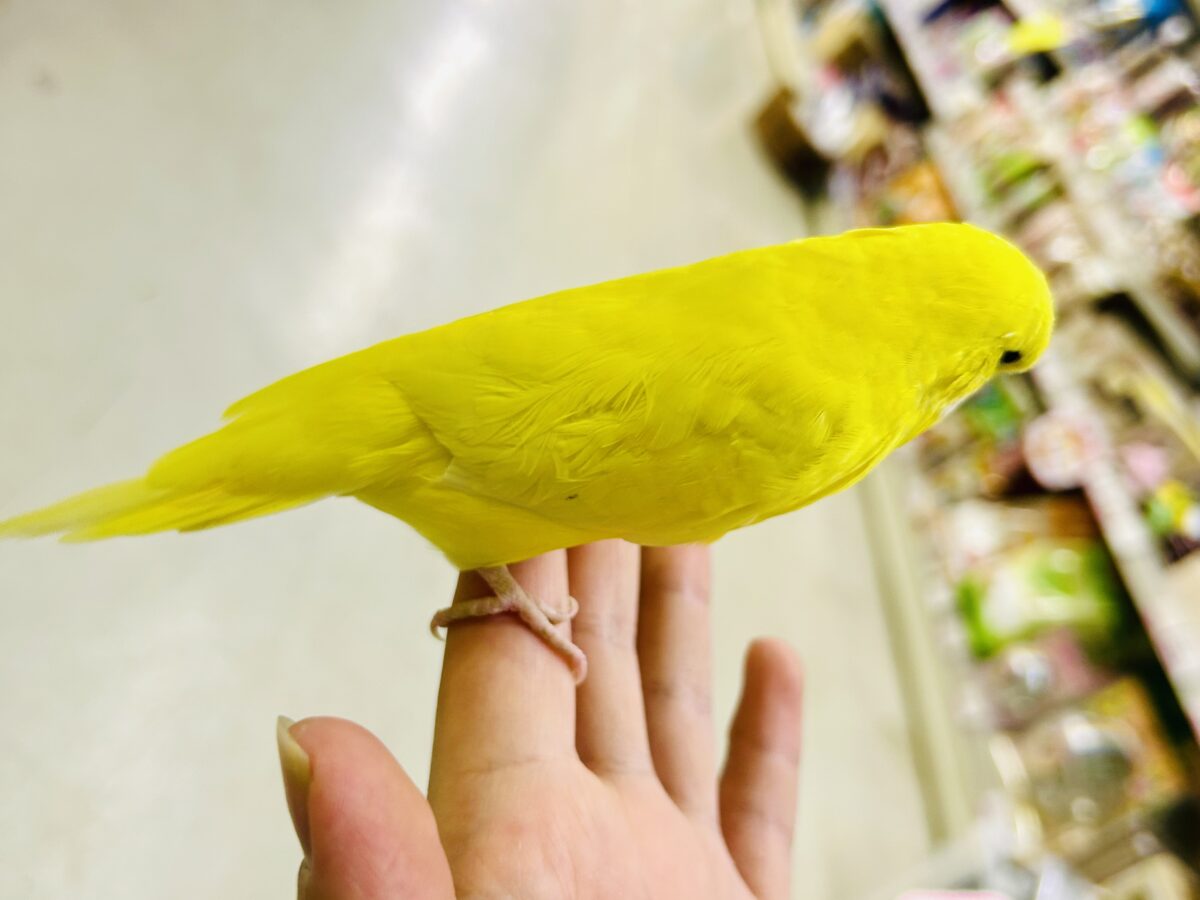 ジブン・・・ちょいとツン多めでやらせてもらってやす・・・ ジャンボセキセイインコ ジャンボセキセイインコ