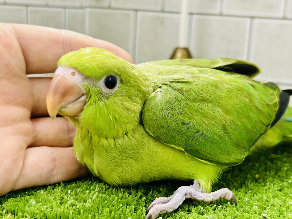 ワカケホンセイインコ（月の輪インコ）
