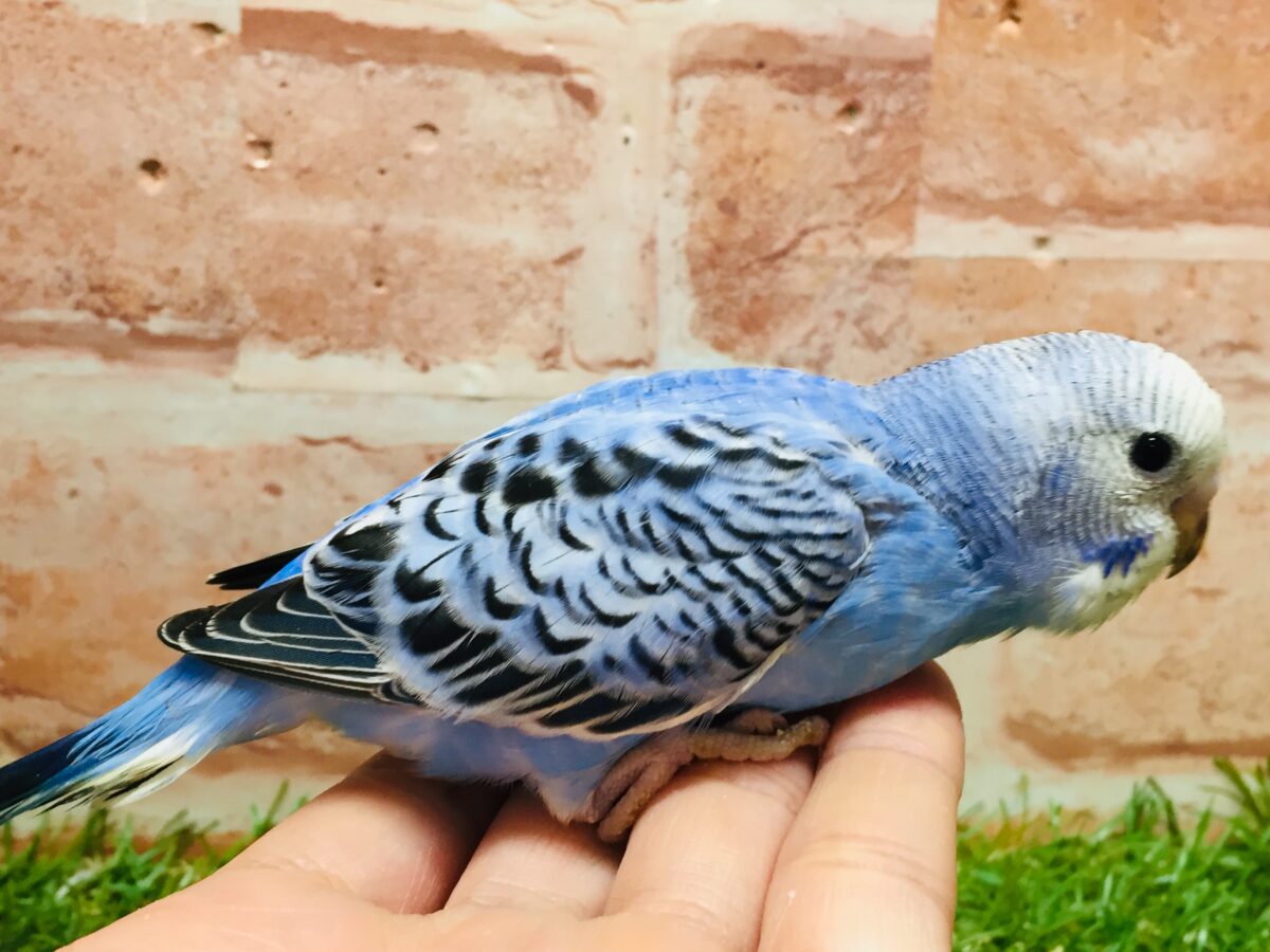 オパーリンカラーのセキセイちゃんがやってきましたよ~💙💙💙 セキセイインコ