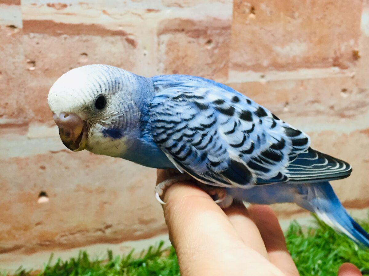 オパーリンカラーのセキセイちゃんがやってきましたよ~💙💙💙 セキセイインコ