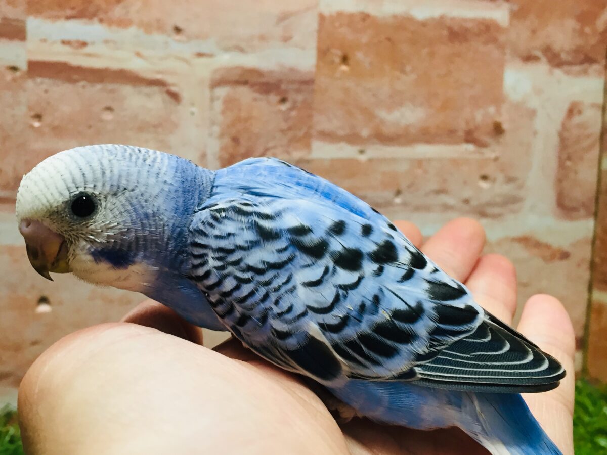 オパーリンカラーのセキセイちゃんがやってきましたよ~💙💙💙 セキセイインコ