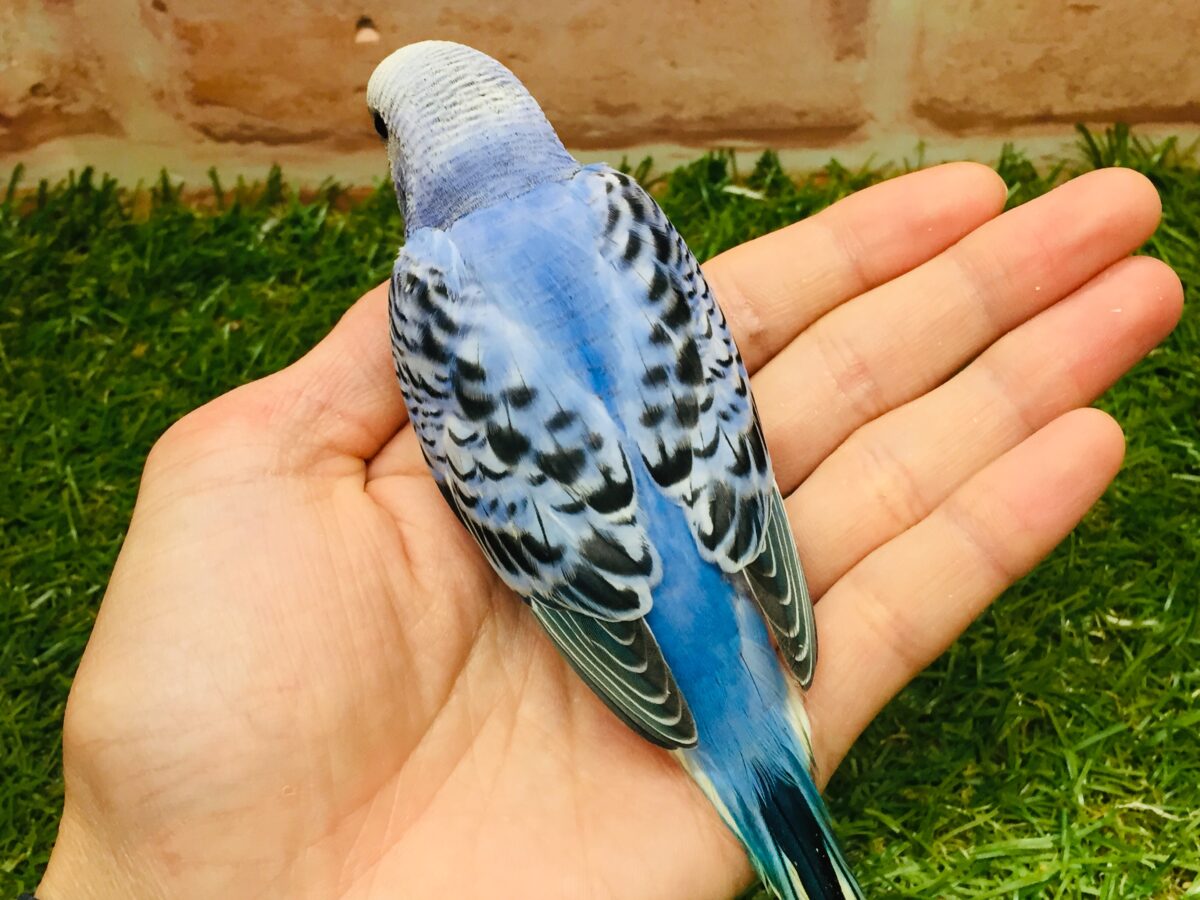 オパーリンカラーのセキセイちゃんがやってきましたよ~💙💙💙 セキセイインコ