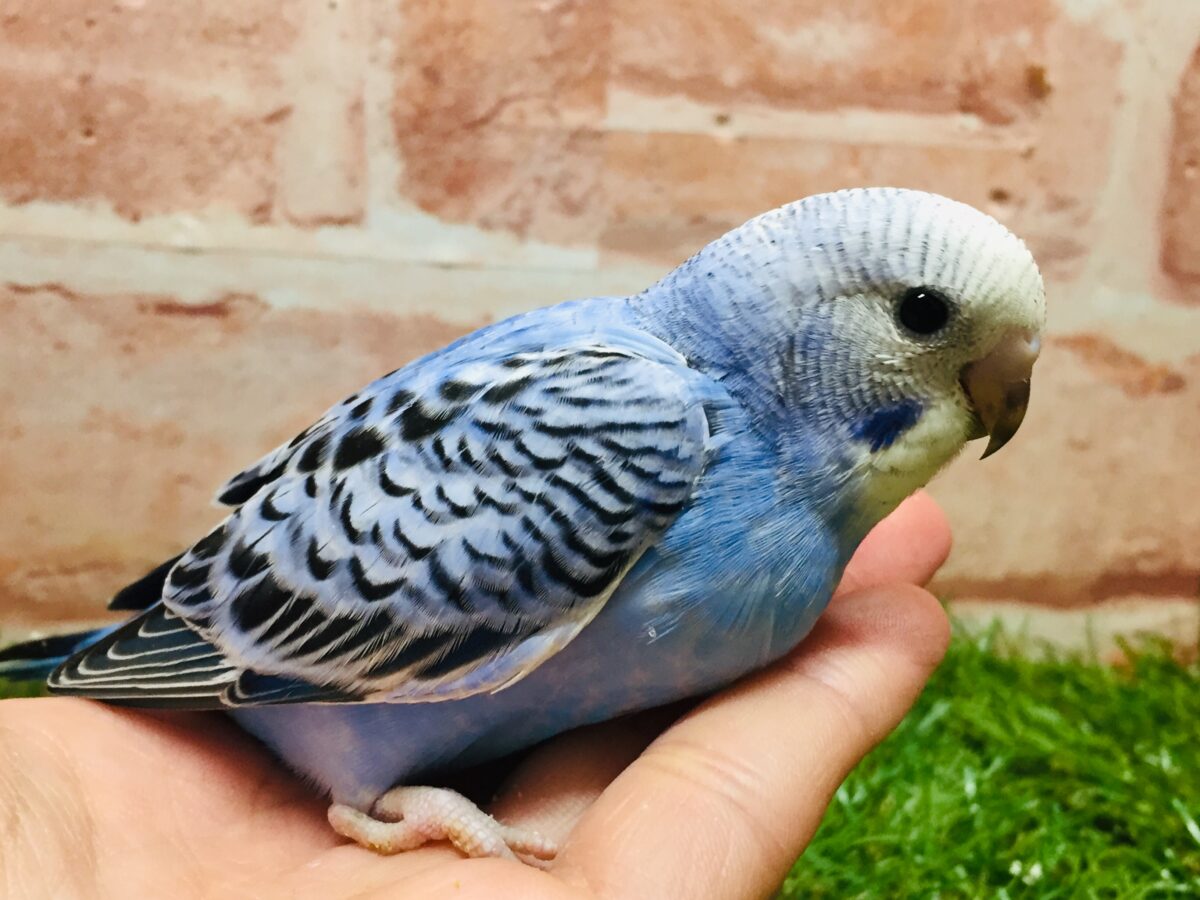 オパーリンカラーのセキセイちゃんがやってきましたよ~💙💙💙 セキセイインコ