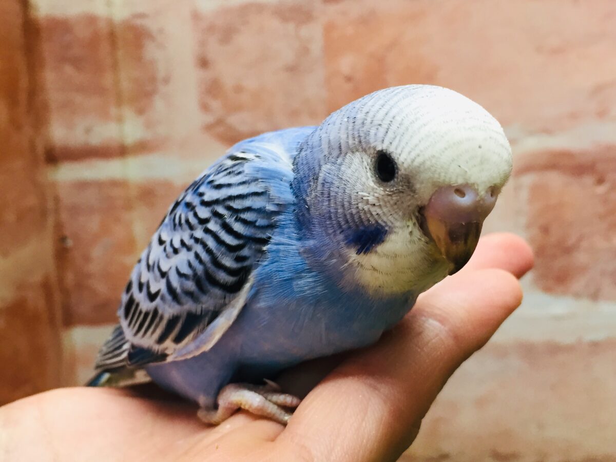 オパーリンカラーのセキセイちゃんがやってきましたよ~💙💙💙 セキセイインコ