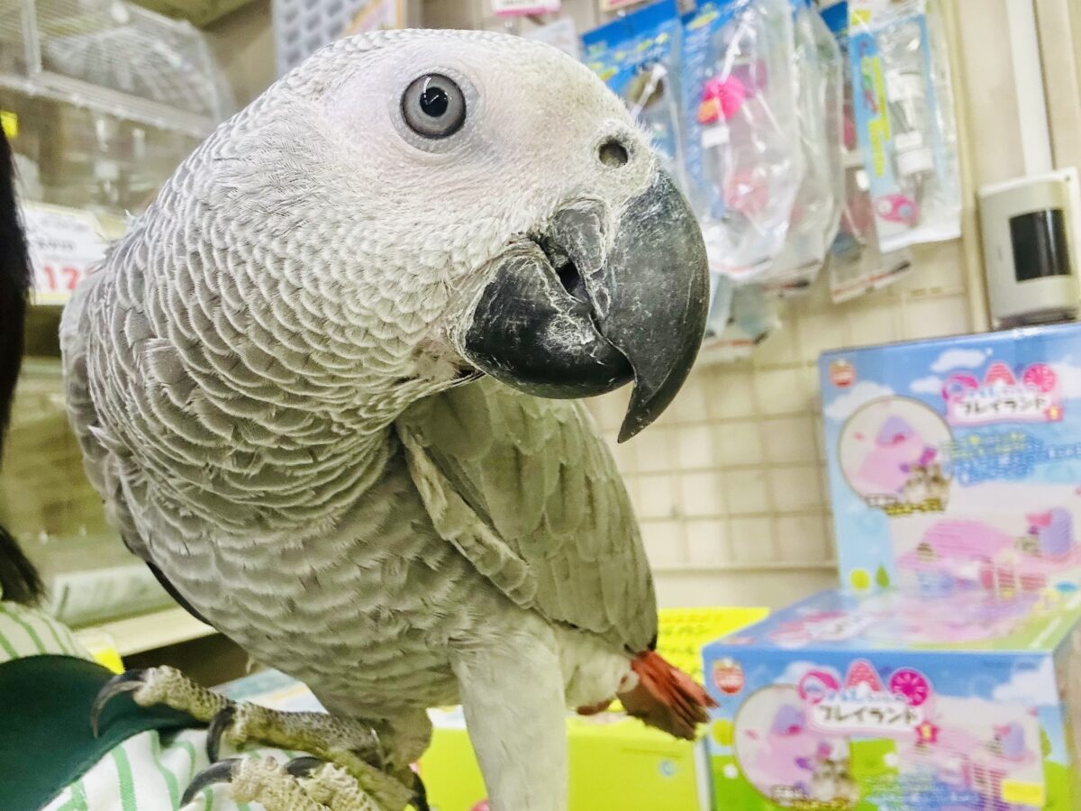 【最新画像更新☆☆】甘ったれBIGベビーが柏にもついに・・・ ヨウム ヨウム