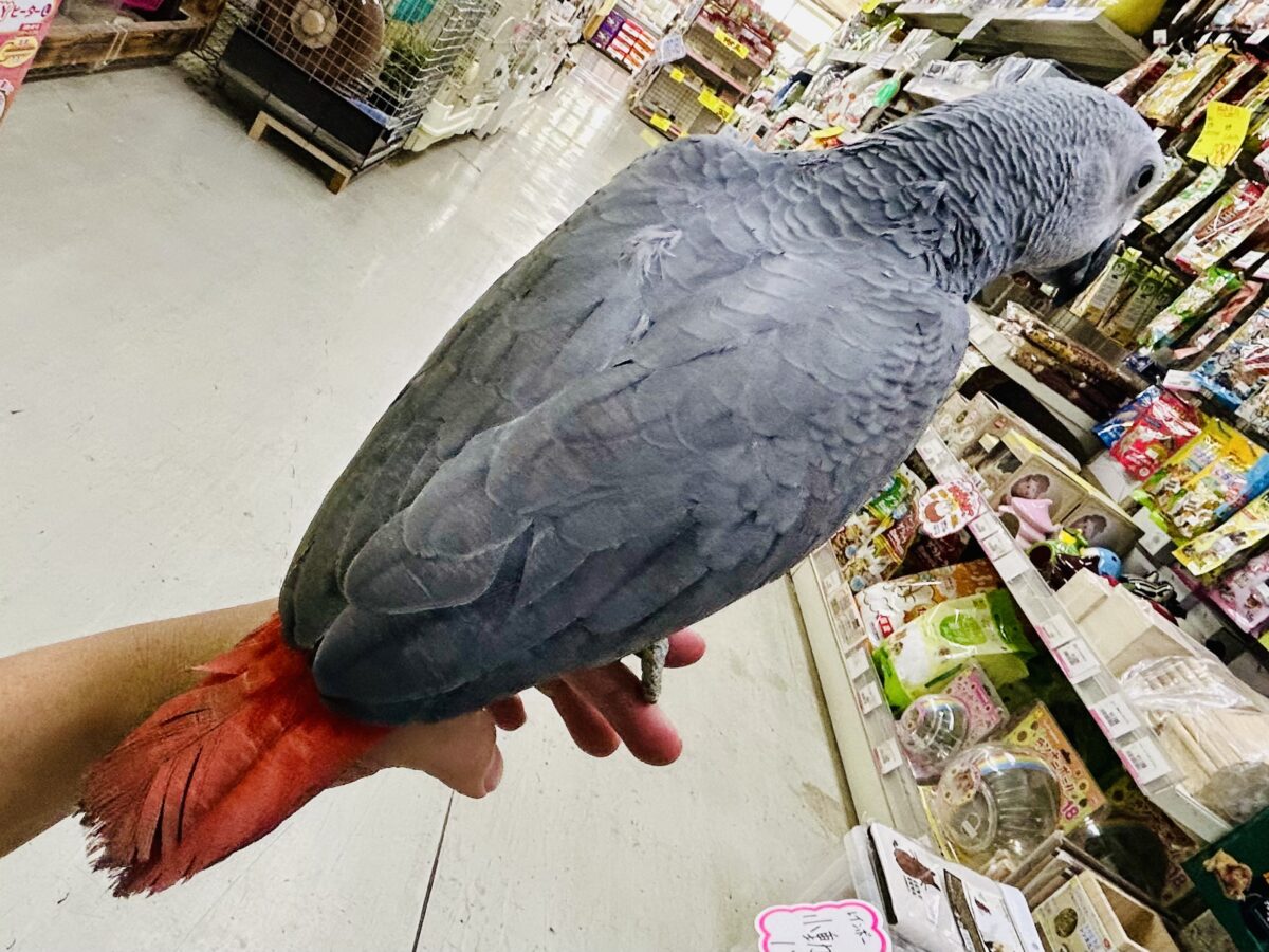 【最新画像更新☆☆】甘ったれBIGベビーが柏にもついに・・・ ヨウム ヨウム