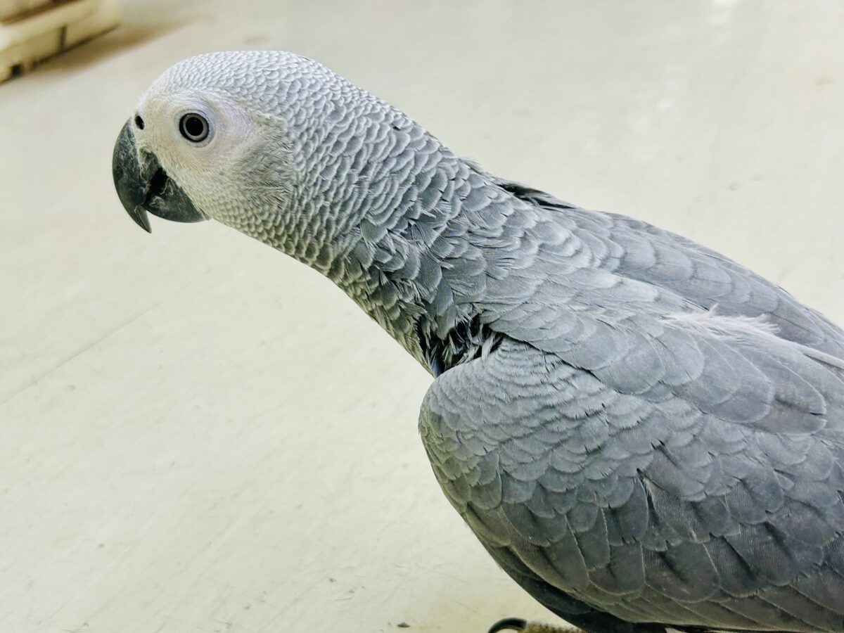 【最新画像更新☆☆】甘ったれBIGベビーが柏にもついに・・・ ヨウム ヨウム