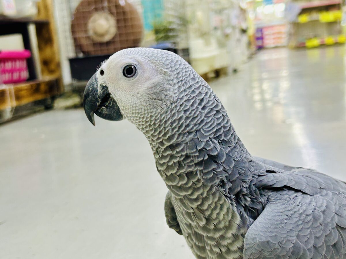 ヨウム