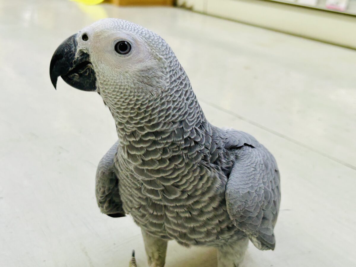 【最新画像更新☆☆】甘ったれBIGベビーが柏にもついに・・・ ヨウム ヨウム