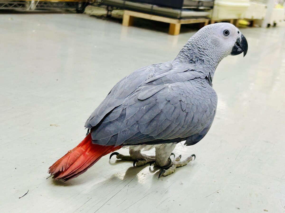 ヨウム
