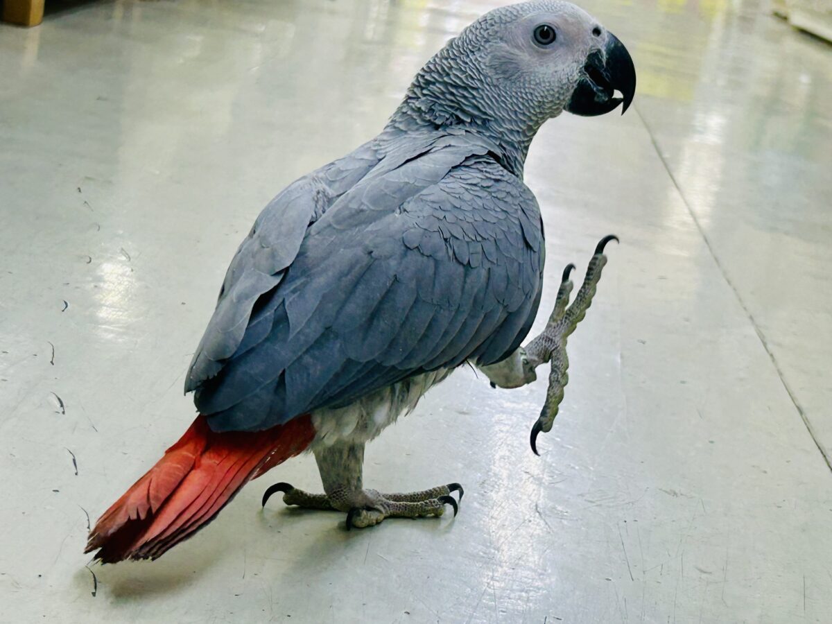 ヨウム