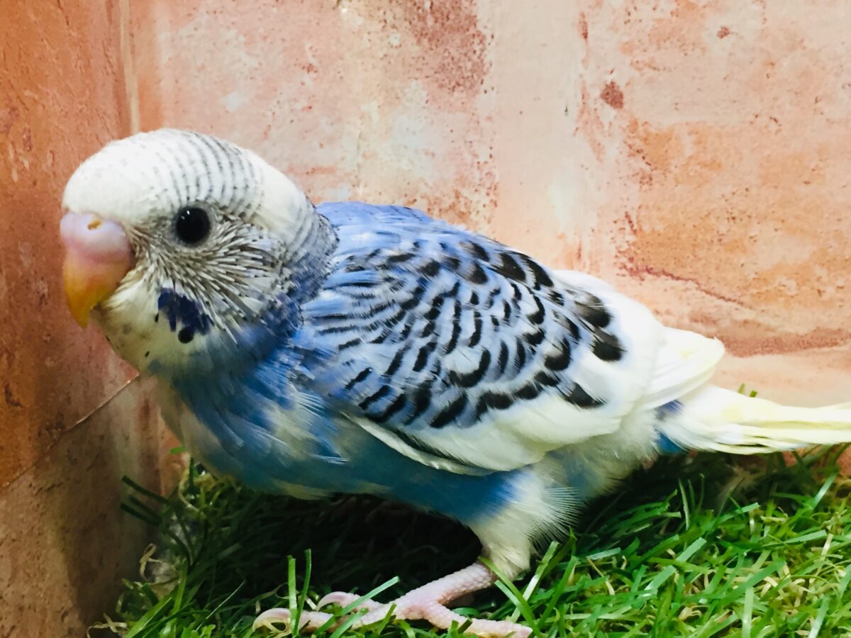 パイドカラーのセキセイちゃんがやってきましたよ~💙💙💙 セキセイインコ セキセイインコ