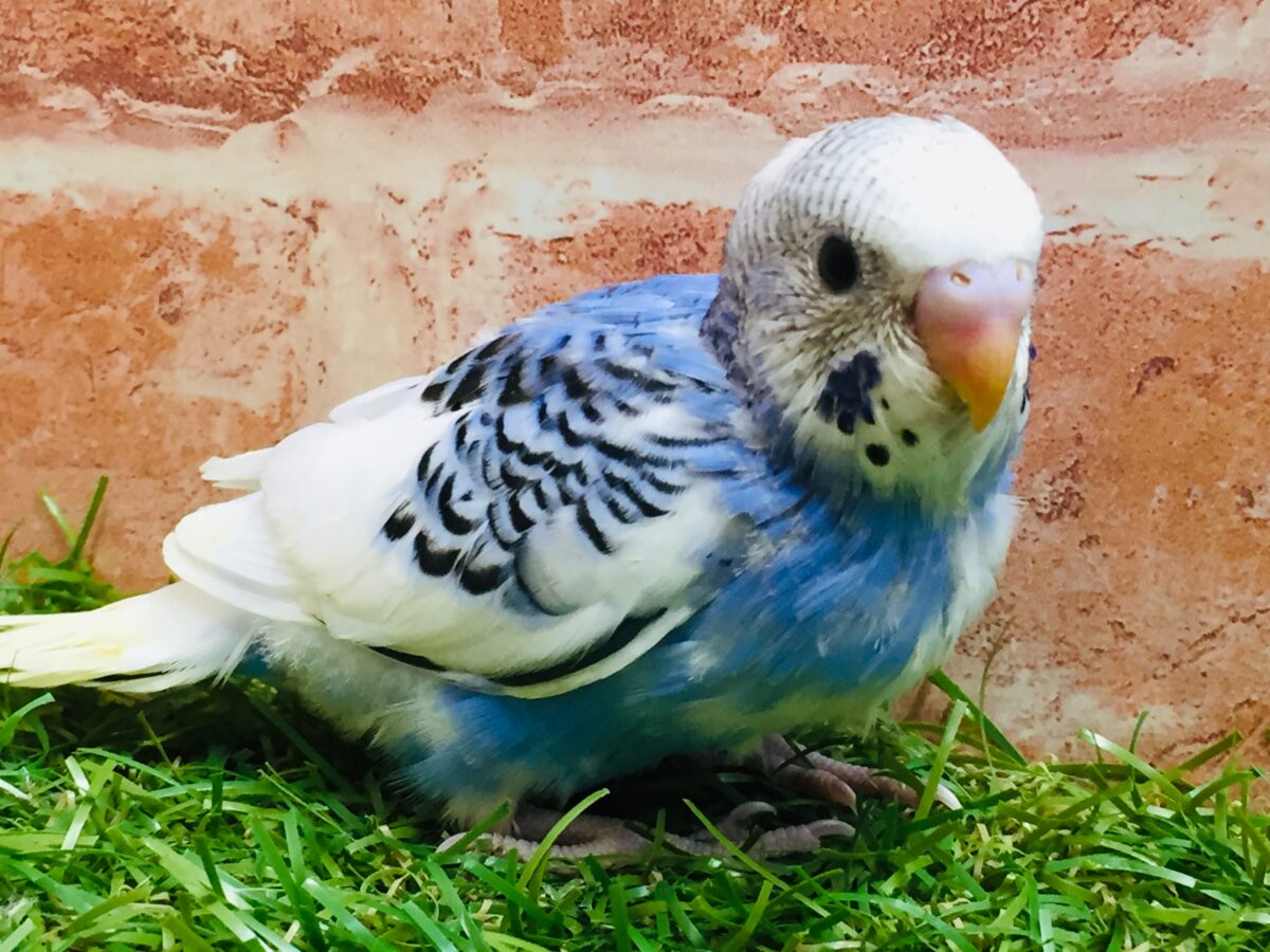 パイドカラーのセキセイちゃんがやってきましたよ~💙💙💙 セキセイインコ セキセイインコ