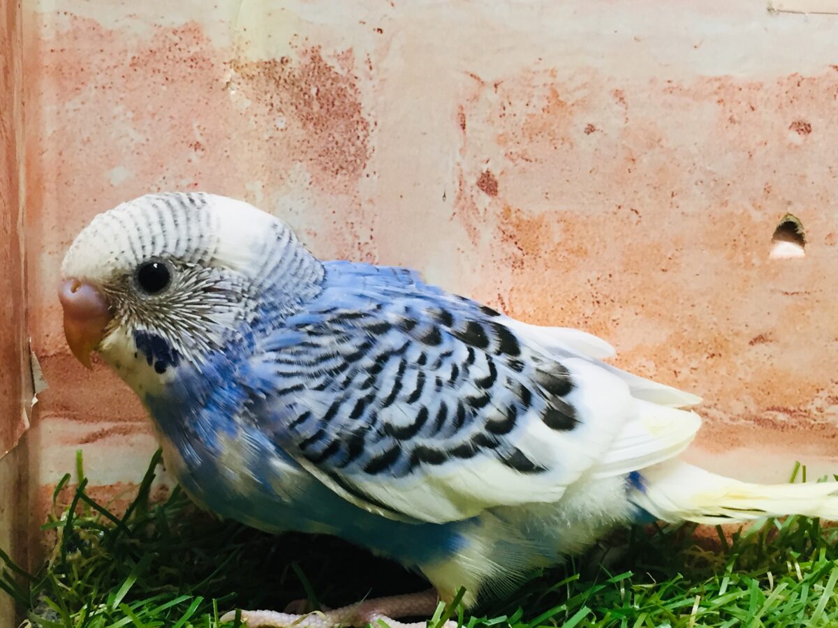 パイドカラーのセキセイちゃんがやってきましたよ~💙💙💙 セキセイインコ セキセイインコ