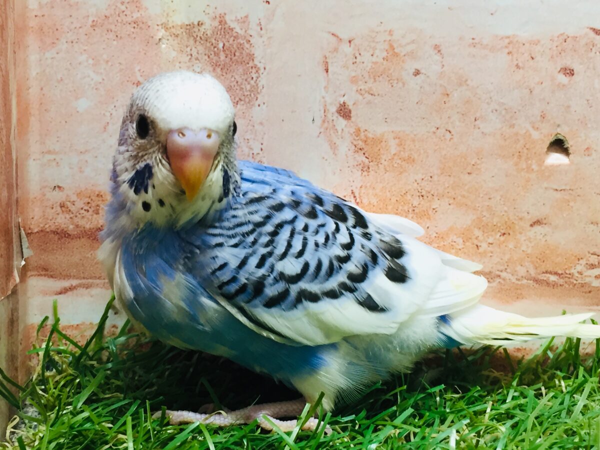 パイドカラーのセキセイちゃんがやってきましたよ~💙💙💙 セキセイインコ セキセイインコ
