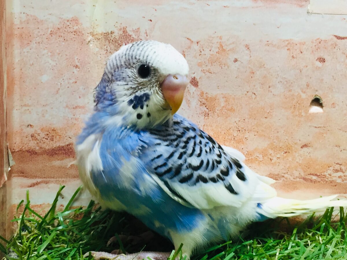 パイドカラーのセキセイちゃんがやってきましたよ~💙💙💙 セキセイインコ セキセイインコ