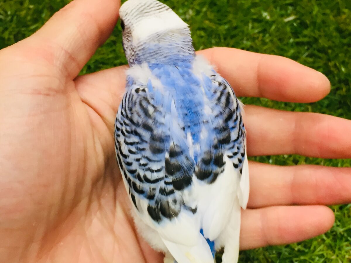パイドカラーのセキセイちゃんがやってきましたよ~💙💙💙 セキセイインコ セキセイインコ