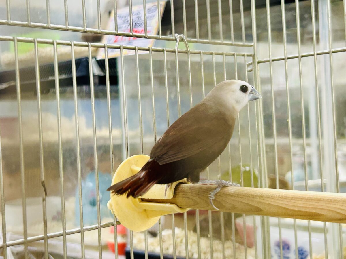 ん~データの少ないトリさんがやってきました♪♪ ヘキ鳥 ヘキ鳥