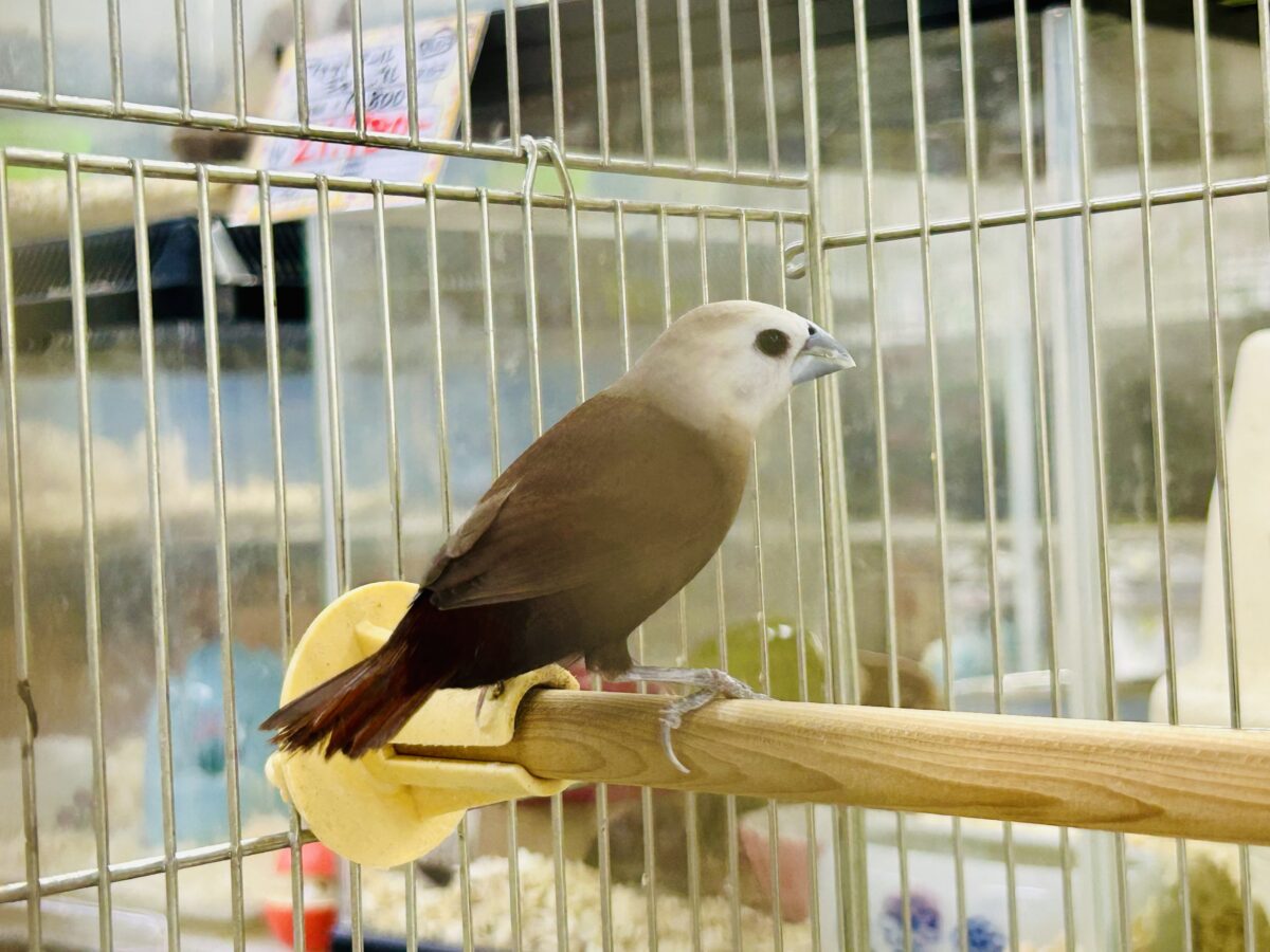 ん~データの少ないトリさんがやってきました♪♪ ヘキ鳥 ヘキ鳥