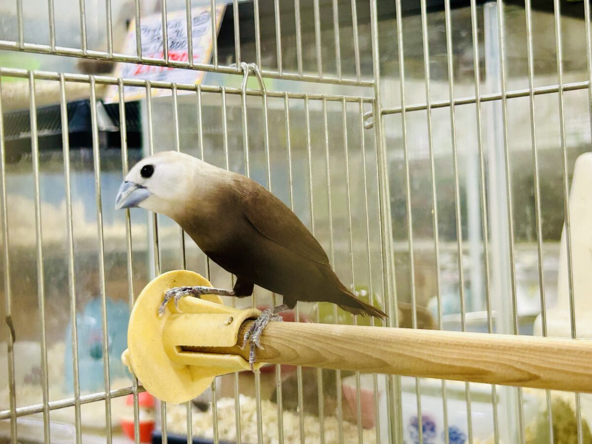 ん~データの少ないトリさんがやってきました♪♪ ヘキ鳥 ヘキ鳥