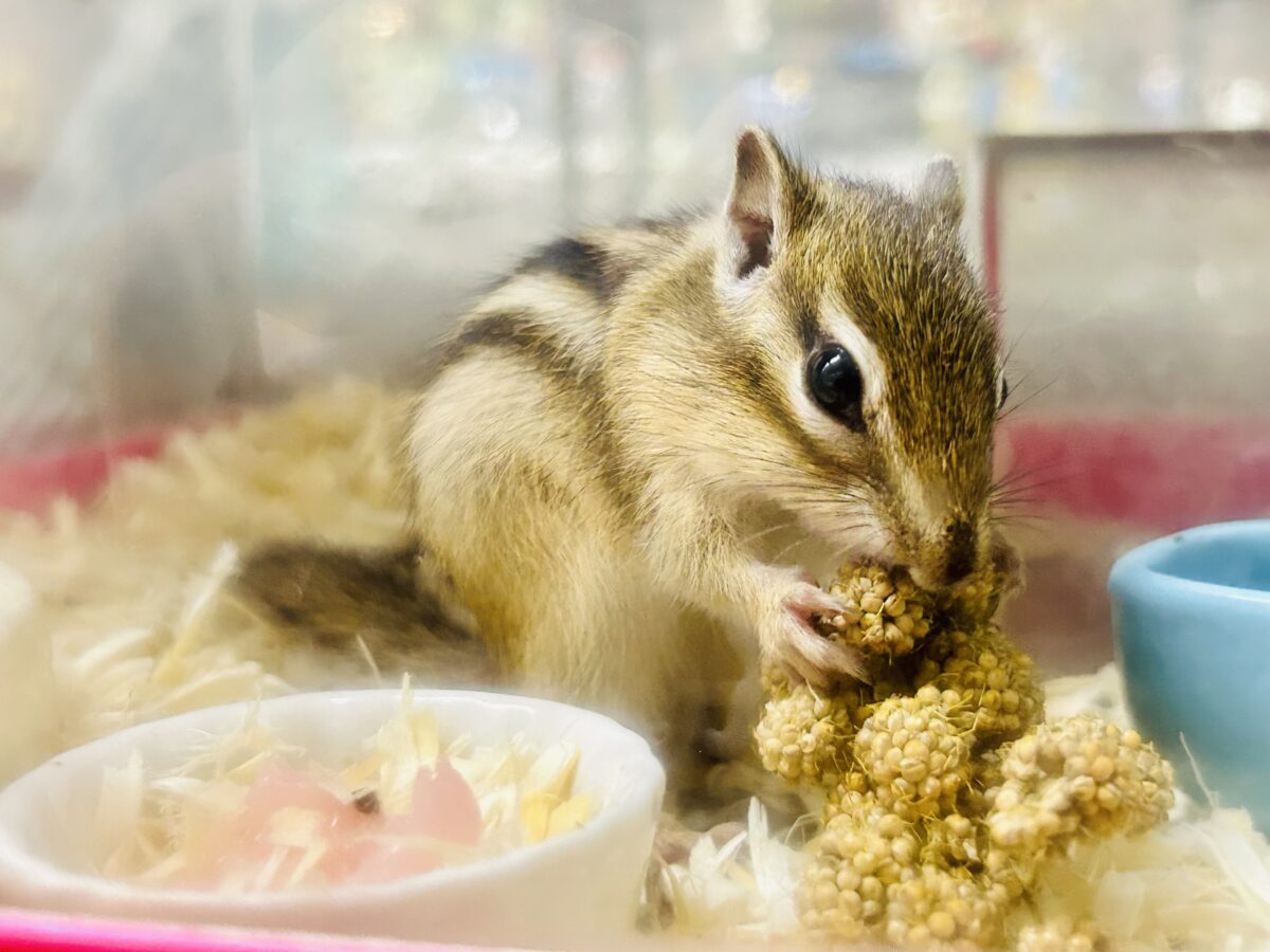 シマリス（ノーマル）