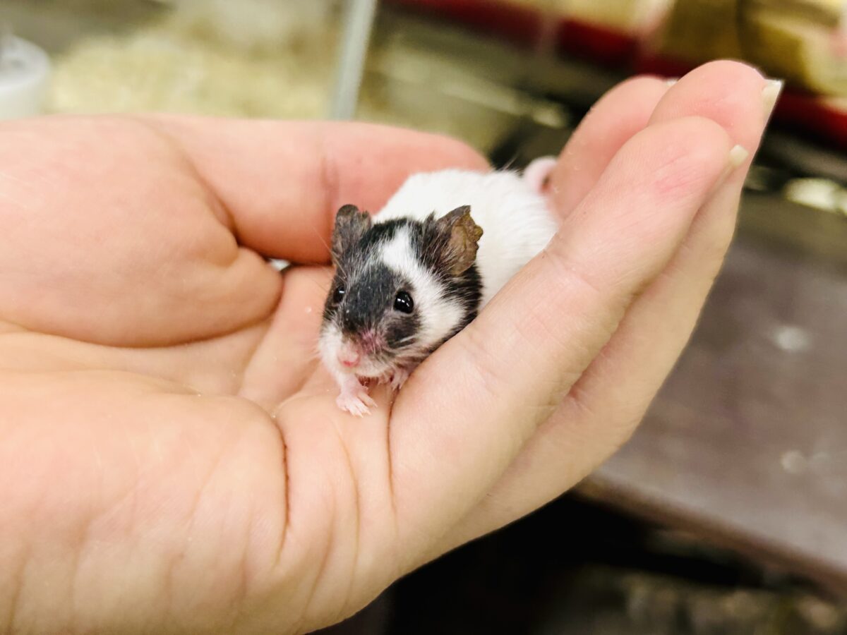 プチパンダ祭り!! パンダマウス パンダマウス