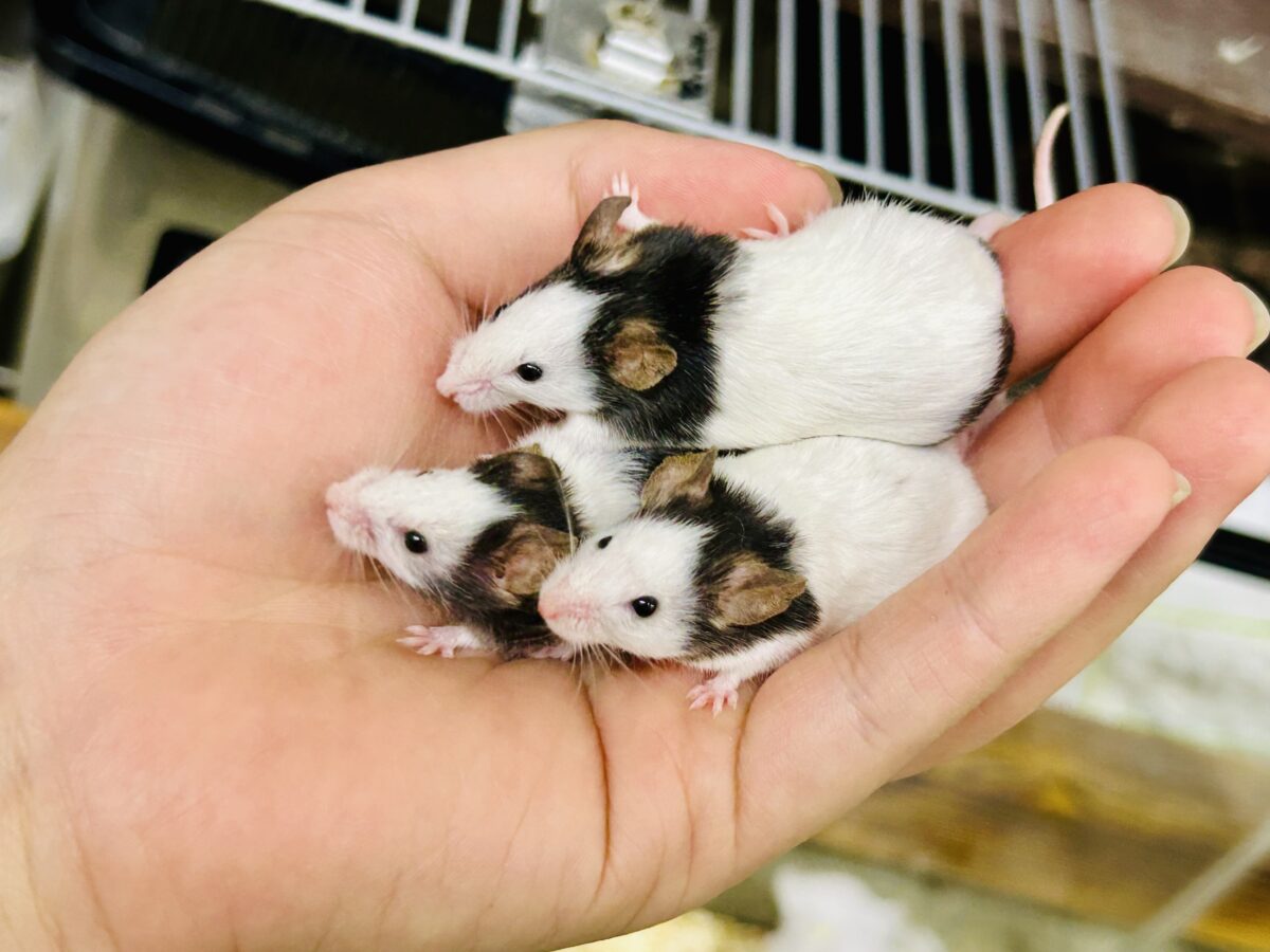 日本では見れなくなったパンダを飼うチャンス?? パンダマウス パンダマウス