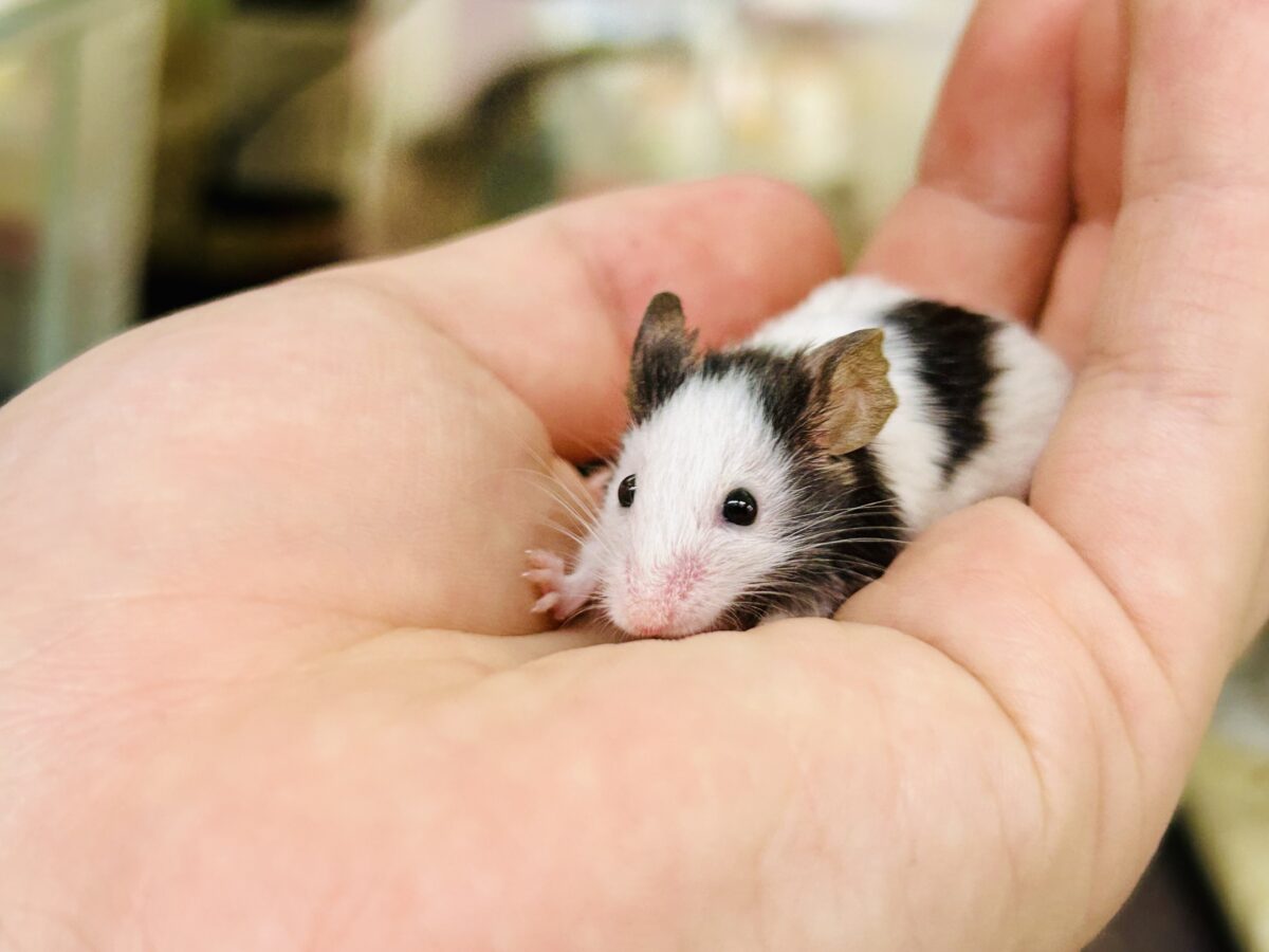 日本では見れなくなったパンダを飼うチャンス?? パンダマウス パンダマウス