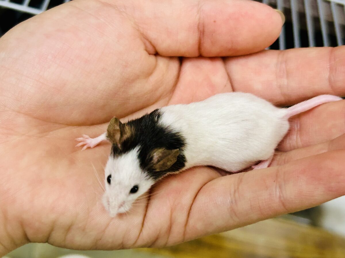 日本では見れなくなったパンダを飼うチャンス?? パンダマウス パンダマウス